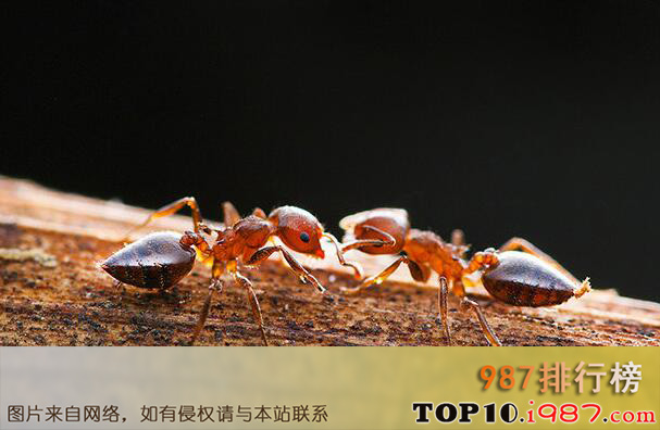 十大世界繁衍能力最强动物之蚂蚁