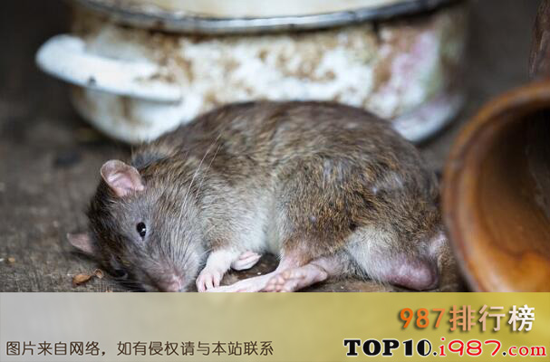 十大世界繁衍能力最强动物之老鼠