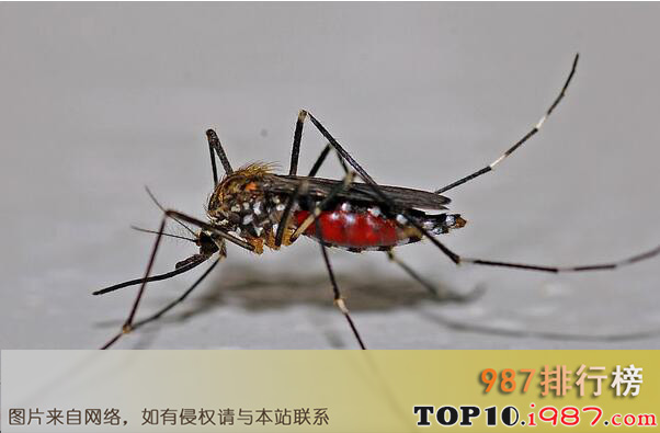 世界十大吸血动物排名之蚊子