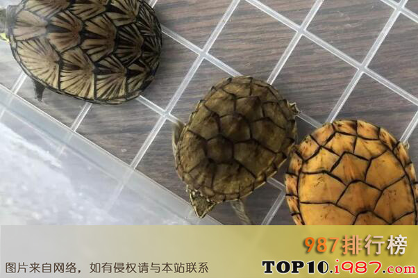 十大世界最小的龟之迷你麝香龟