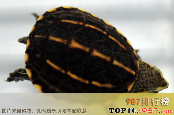 十大世界最小的龟之果核泥龟