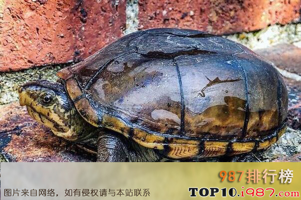 十大世界最小的龟之头盔泥龟