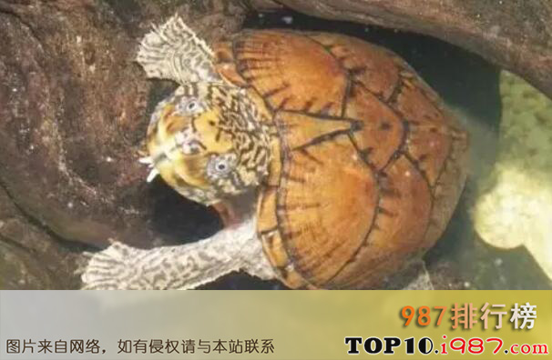 十大世界最小的龟之虎纹麝香龟