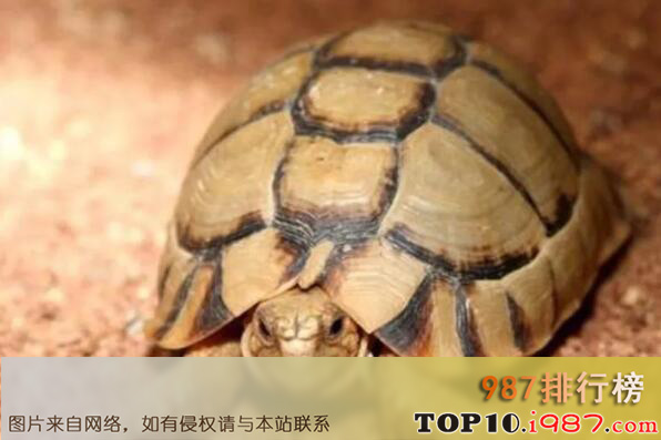 十大世界最小的龟之埃及陆龟