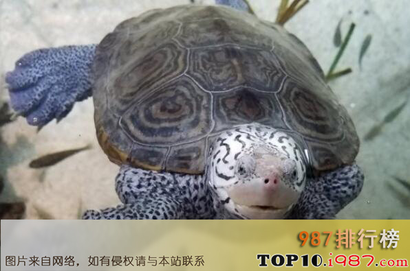 十大世界最小的龟之钻纹龟