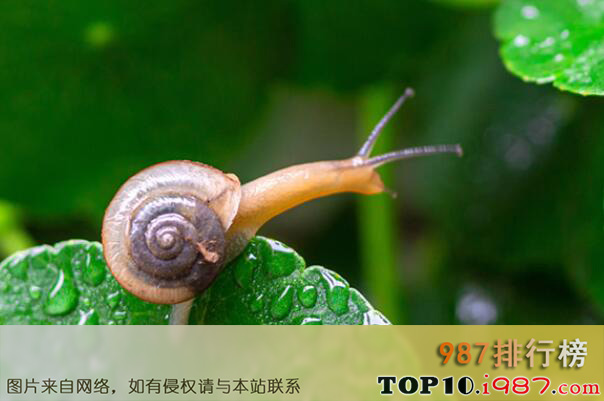 十大动作最慢的动物之蜗牛