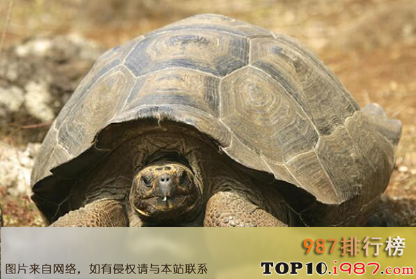 十大动作最慢的动物之加拉帕戈斯象龟