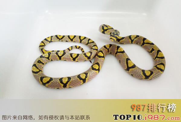 十大国内常见的无毒蛇之玉斑锦蛇