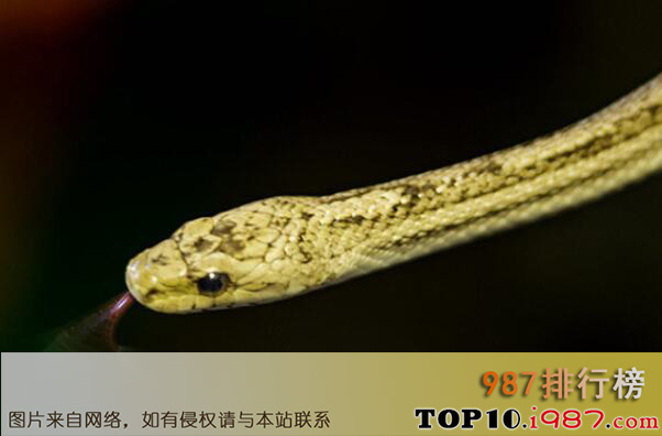 十大国内常见的无毒蛇之玉米锦蛇