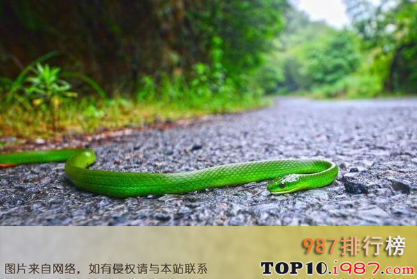 十大国内常见的无毒蛇之翠青蛇