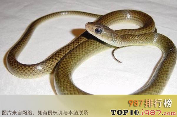 十大国内常见的无毒蛇之灰鼠蛇