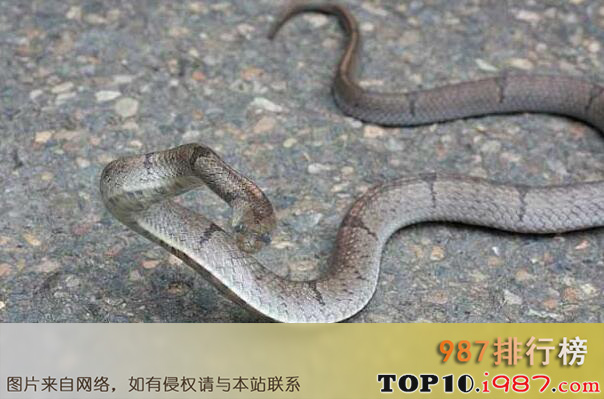 十大国内常见的无毒蛇之中国小头蛇