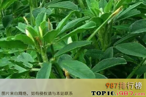 十大世界最香的植物之香囊草
