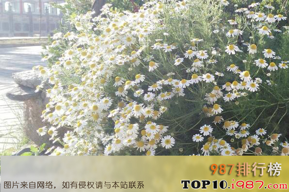 十大世界最香的植物之果香菊