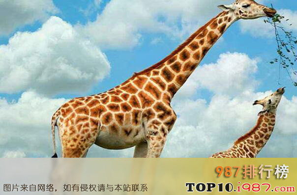 十大世界最高的哺乳动物之长颈鹿