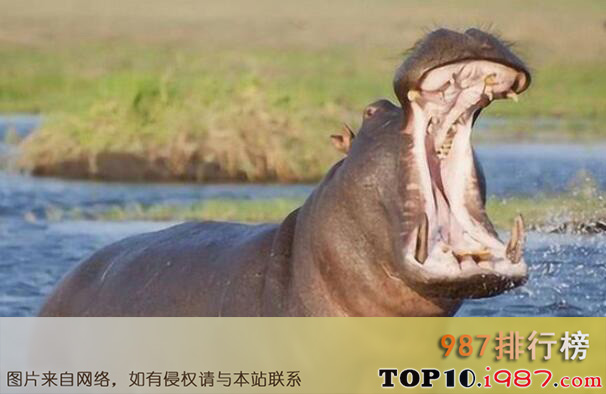 世界十大最高的哺乳动物排名之河马