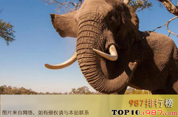十大世界最高的哺乳动物之非洲象