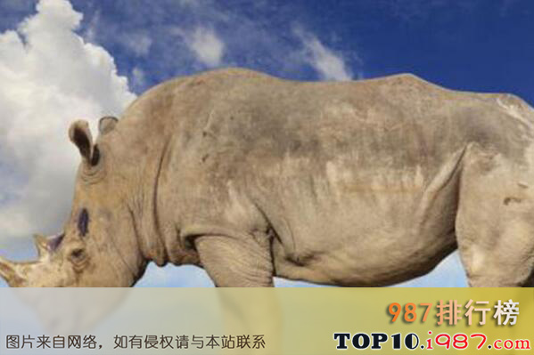 十大世界最高的哺乳动物之犀牛