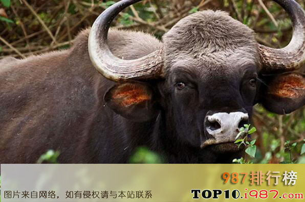 十大世界最高的哺乳动物之印度野牛