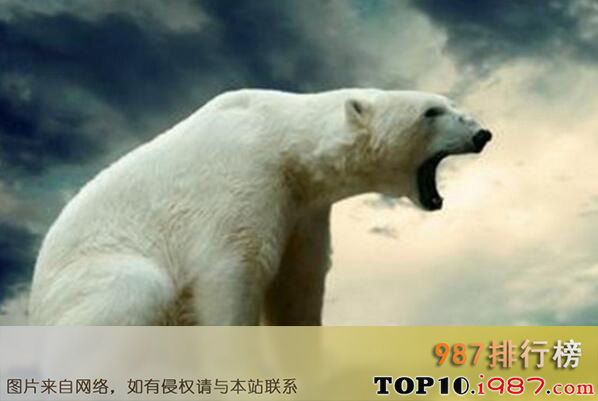 世界十大最高的哺乳动物排名之北极熊