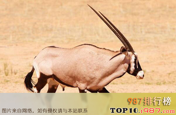 十大世界最高的哺乳动物之非洲大羚羊