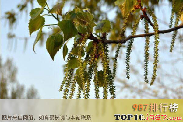 十大最美观的城市绿化树种之毛白杨