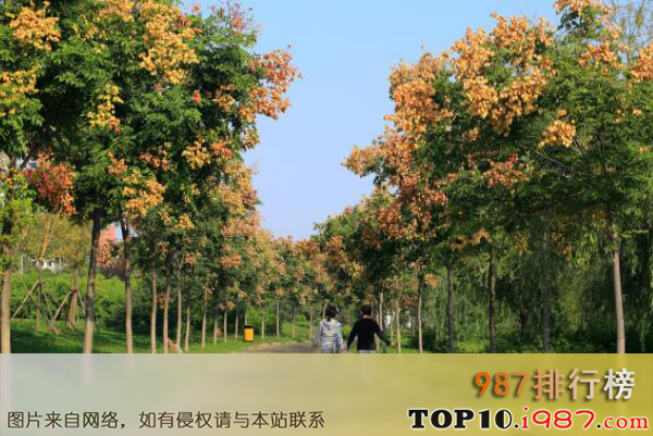 十大最美观的城市绿化树种之栾树