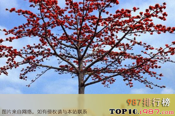 十大最美观的城市绿化树种之木棉树