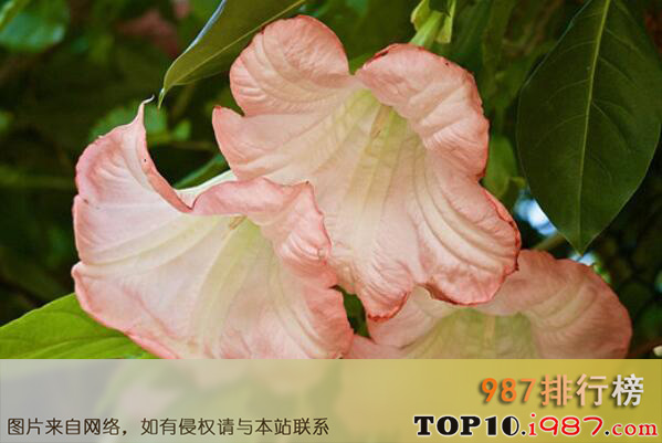 十大最具药用价值的花卉植物之曼陀罗