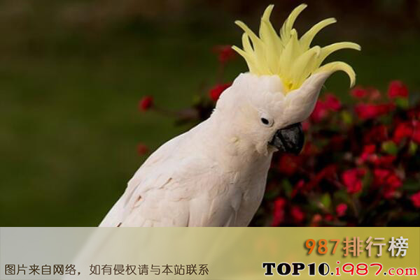 十大寿命最长的鸟类之葵花凤头鹦鹉