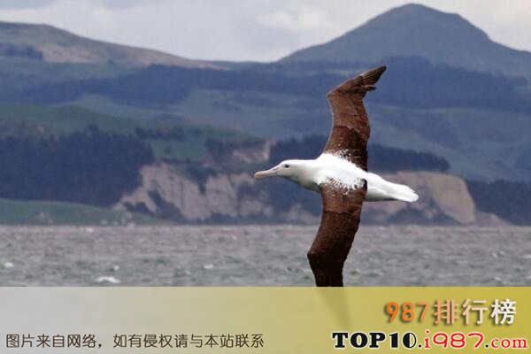 十大寿命最长的鸟类之王信天翁