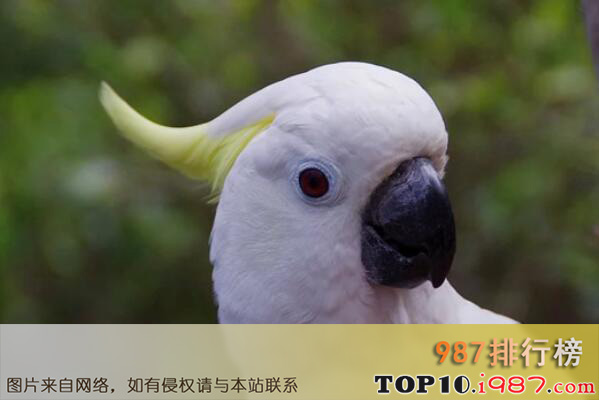 十大寿命最长的鸟类之蓝眼凤头鹦鹉