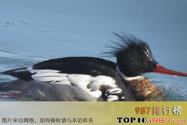 十大最出名的鸟类之中华秋沙鸭