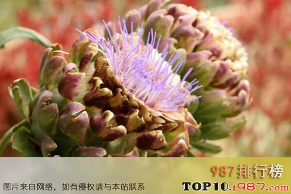 十大最具食用价值的花卉植物之洋蓟