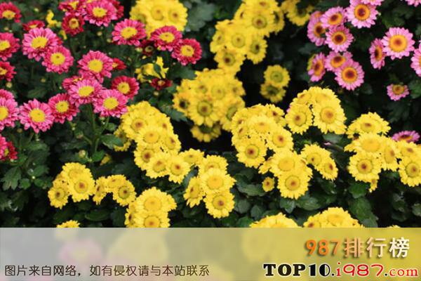十大最具食用价值的花卉植物之菊花