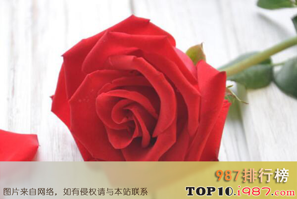世界十大著名香料植物之玫瑰