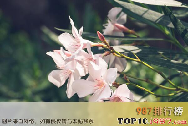 十大世界最出名的剧毒树种之夹竹桃