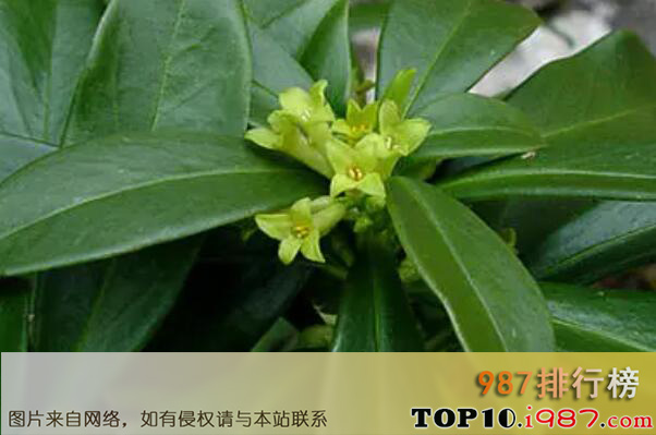 十大世界最出名的剧毒树种之桂叶芫花