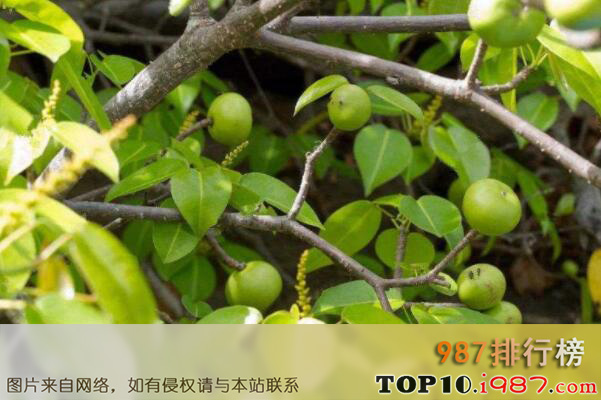 十大世界最出名的剧毒树种之毒番石榴树