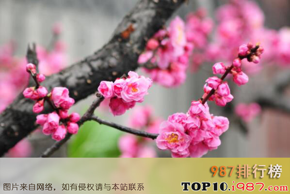 第一是中国十大名花之首之梅花