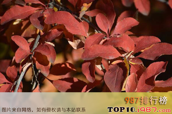 十大最常见的绿篱植物之紫叶小檗