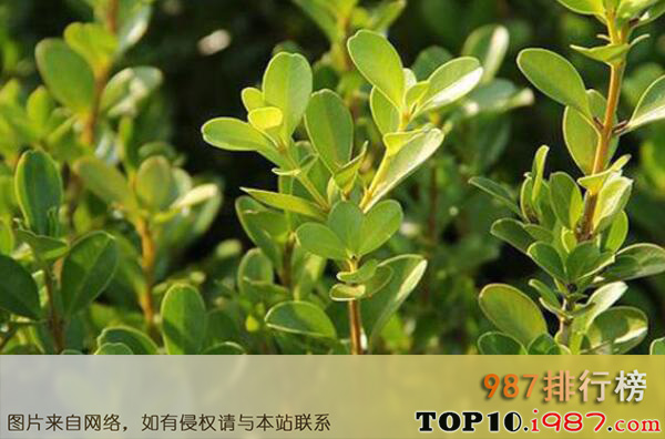 十大最常见的绿篱植物之小叶黄杨