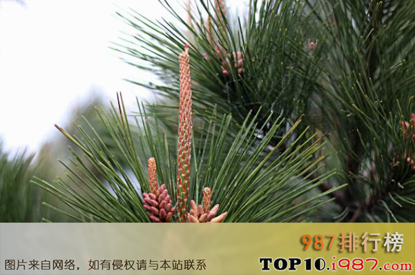 十大四季常绿的绿化树品种之马尾松