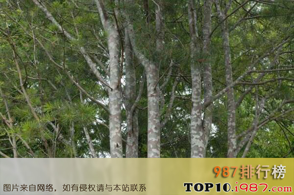 十大四季常绿的绿化树品种之白皮松