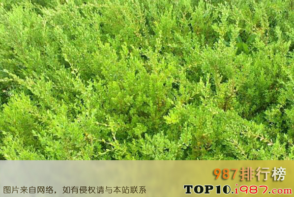 十大四季常绿的绿化树品种之朝鲜黄杨