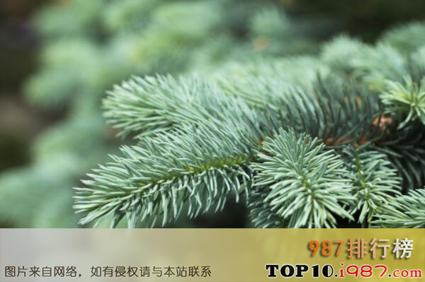 十大四季常绿的绿化树品种之云杉