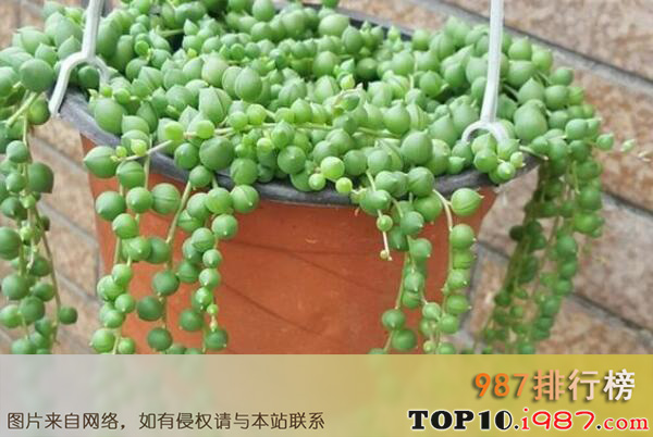 十大世界最受欢迎的多肉植物之珍珠吊兰