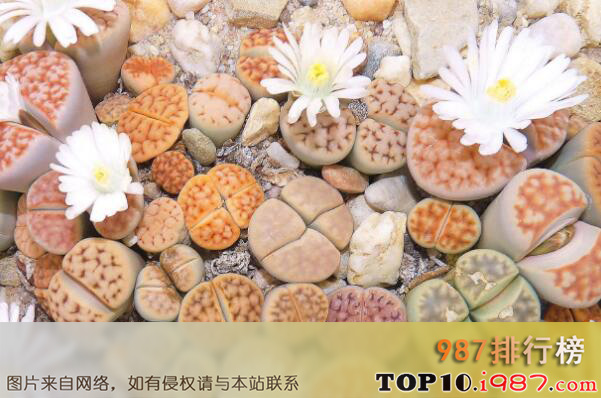十大世界最受欢迎的多肉植物之生石花