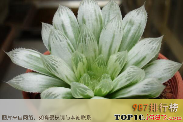 十大世界最受欢迎的多肉植物之白斑玉露