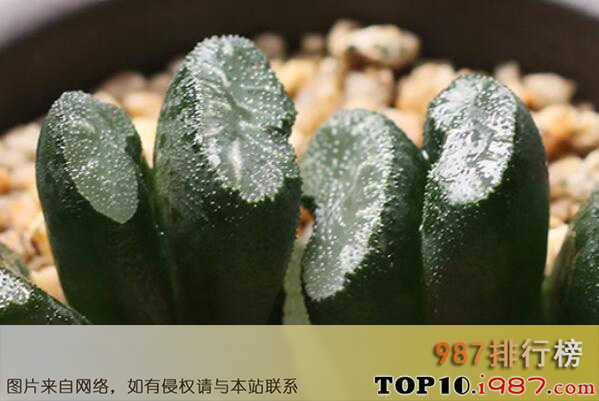 十大世界最名贵的多肉植物之玉扇